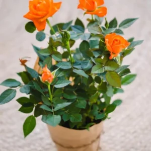 Orange Miniature Rose Bush - Mini Rose Plant 4-6 Inch - Yellow Roses - 3 Inch Pot