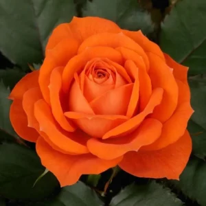 Orange Miniature Rose Bush - Mini Rose Plant 4-6 Inch - Yellow Roses - 3 Inch Pot