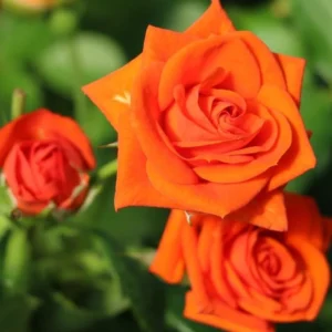 Orange Miniature Rose Bush - Mini Rose Plant 4-6 Inch - Yellow Roses - 3 Inch Pot