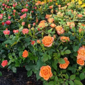 Orange Miniature Rose Bush - Mini Rose Plant 4-6 Inch - Yellow Roses - 3 Inch Pot
