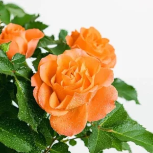 Orange Miniature Rose Bush - Mini Rose Plant 4-6 Inch - Yellow Roses - 3 Inch Pot
