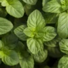 Orange Mint Herb Mint Live Plant - Mentha - Well Rooted Plug - Ready to Plant