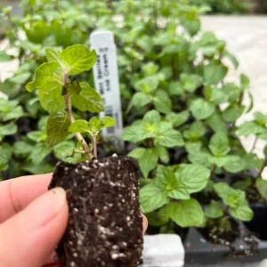 Orange Mint Herb Mint Live Plant - Mentha - Well Rooted Plug - Ready to Plant
