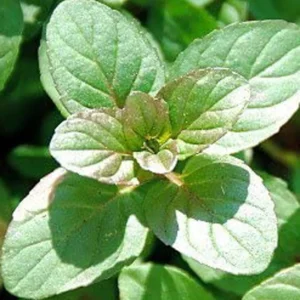 Orange Mint Plant Herb Garden 5-7" Height 4" Pot Aromatic