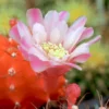 Orange Moon Cactus Gymnocalycium Mihanovichii Grafted Succulent Plant