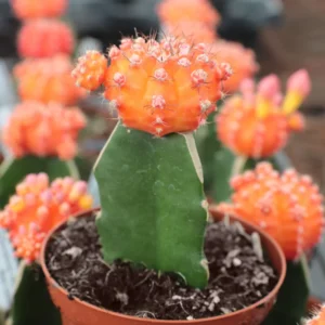 Orange Moon Cactus Gymnocalycium Mihanovichii Grafted Succulent Plant
