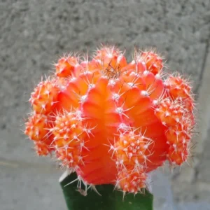 Orange Moon Cactus Gymnocalycium Mihanovichii Grafted Succulent Plant