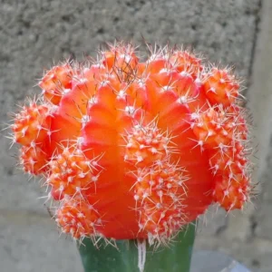 Orange Moon Cactus Gymnocalycium Mihanovichii Grafted Succulent Plant