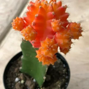 Orange Moon Cactus Gymnocalycium Mihanovichii Grafted Succulent Plant
