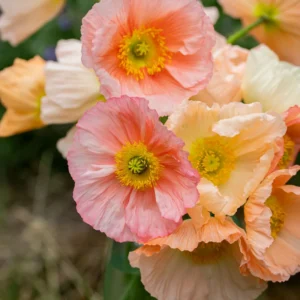 Orange Poppy Hummingbird Plant Live Plug - Iceland Poppy Flower - Assorted Colors