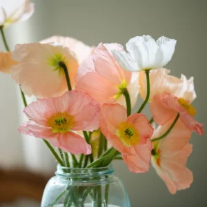 Orange Poppy Hummingbird Plant Live Plug - Iceland Poppy Flower - Assorted Colors