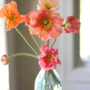 Orange Poppy Hummingbird Plant Live Plug - Iceland Poppy Flower - Assorted Colors