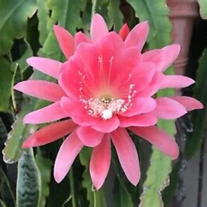 Orchid Cactus Plant Epiphyllum Oxypetalum Queen Of The Night 12-inch Potted