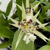 Orchid Plant, Oncidium Like - Near Blooming Size in 3" Pot