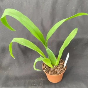 Orchid Plant, Oncidium Like - Near Blooming Size in 3" Pot