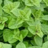 Oregano Herb Plant - 5 Inch Culinary Garden Plant