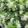 Origanum Kent Beauty Plant - Ornamental Cascade Oregano Herb Plug - Well Rooted