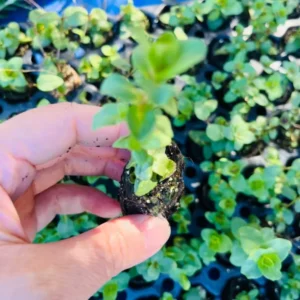 Origanum Kent Beauty Plant - Ornamental Cascade Oregano Herb Plug - Well Rooted