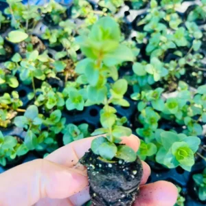 Origanum Kent Beauty Plant - Ornamental Cascade Oregano Herb Plug - Well Rooted