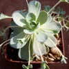 Orostachys Iwarenge Chinese Dunce Cap Live Plant - 4 Inch Pot - Blue Gray Evergreen Succulent