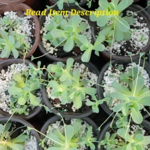 Orostachys Iwarenge Chinese Dunce Cap Live Plant - 4 Inch Pot - Blue Gray Evergreen Succulent