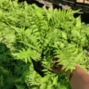 Ostrich Fern Matteuccia Struthiopteris - 5.25" Potted Perennial Fern