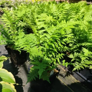 Ostrich Fern Matteuccia Struthiopteris - 5.25" Potted Perennial Fern