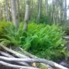 Ostrich Fern Rhizome 5-Root Pack - Matteuccia Struthiopteris - Garden Ready