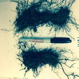 Ostrich Fern Rhizome 5-Root Pack - Matteuccia Struthiopteris - Garden Ready