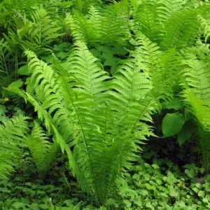 Ostrich Fern Rhizome 5-Root Pack - Matteuccia Struthiopteris - Garden Ready