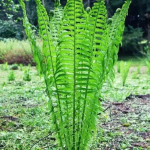 Ostrich Fern Rhizome 5-Root Pack - Matteuccia Struthiopteris - Garden Ready
