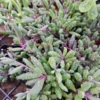 Othonna Capensis 'Ruby Necklace' Succulent Plant - 2in/4in Pot