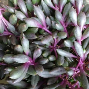 Othonna Capensis 'Ruby Necklace' Succulent Plant - 2in/4in Pot