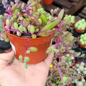 Othonna Capensis 'Ruby Necklace' Succulent Plant - 2in/4in Pot
