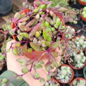 Othonna Capensis 'Ruby Necklace' Succulent Plant - 2in/4in Pot