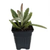Panda Plant Kalanchoe Tomentosa Succulent 4" Pot - Unique Indoor Plant