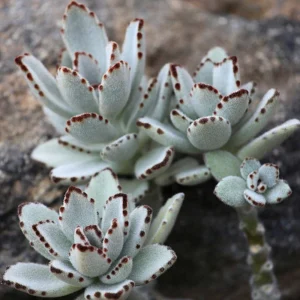 Panda Plant Kalanchoe Tomentosa Succulent 4