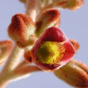Panda Plant Kalanchoe Tomentosa Succulent 4