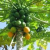 Papaya Solo Hawaiian Tropical Fruit Tree - Potted Fruit Tree - 3 Gallon - Edible Fruit