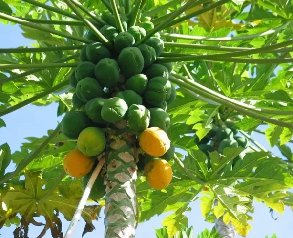 Papaya Solo Hawaiian Tropical Fruit Tree - Potted Fruit Tree - 3 Gallon - Edible Fruit