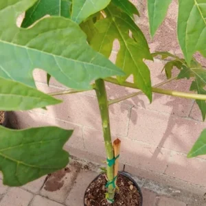 Papaya Solo Hawaiian Tropical Fruit Tree - Potted Fruit Tree - 3 Gallon - Edible Fruit