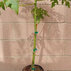 Papaya Solo Hawaiian Tropical Fruit Tree - Potted Fruit Tree - 3 Gallon - Edible Fruit