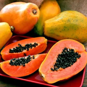 Papaya Solo Hawaiian Tropical Fruit Tree - Potted Plant - 3 to 4 ft Height
