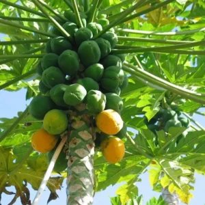 Papaya Solo Hawaiian Tropical Fruit Tree - Potted Plant - 3 to 4 ft Height