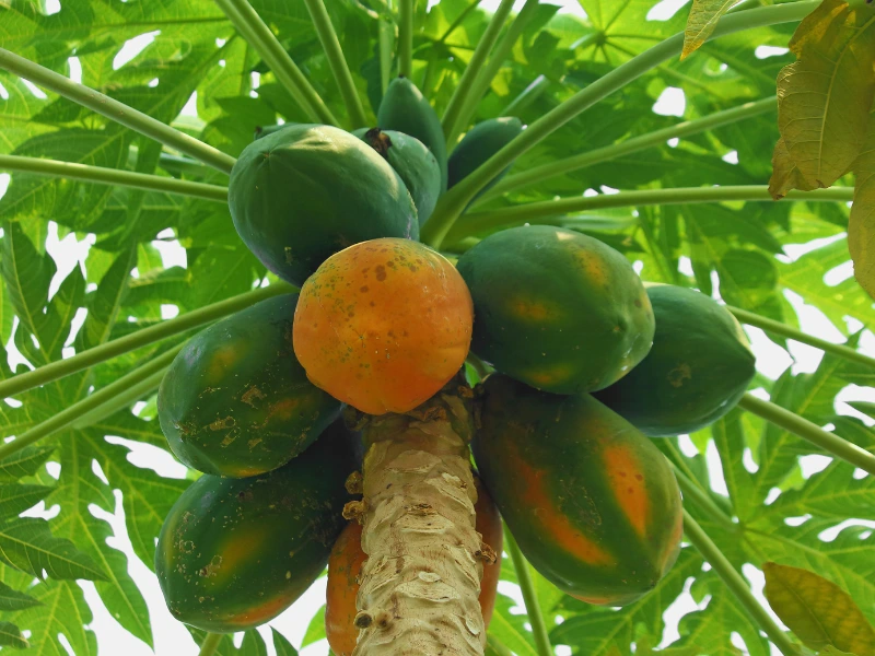 Papaya
