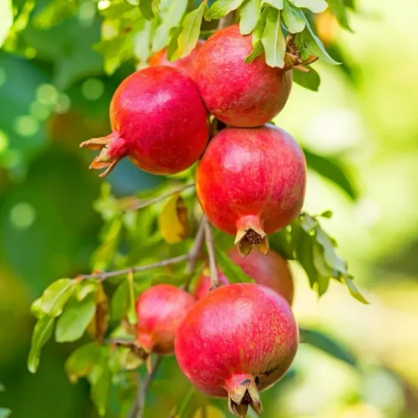 Parfianka Pomegranate Tree Red Fruit Plant 7-12" Tall - Edible Variety