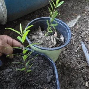 Parfianka Pomegranate Tree Red Fruit Plant 7-12