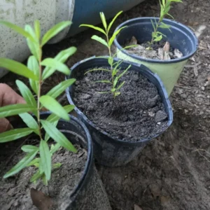 Parfianka Pomegranate Tree Red Fruit Plant 7-12