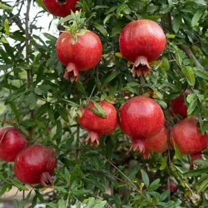 Parfianka Pomegranate Tree Red Fruit Plant 7-12