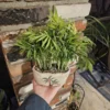 Parlor Palm Plant - Indoor Palm Tree in Pot with Drainage Hole - 4in